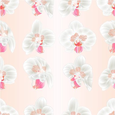 Sorunsuz doku orkide Phalaenopsis beyaz çiçekler tropik bitkiler yeşil kök ve vintage vektör botanik gösterim amacıyla tasarım tomurcukları