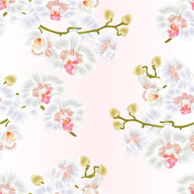 Sorunsuz doku dal orkide beyaz çiçekler Phalaenopsis tropikal bitki kök ve vintage vektör botanik gösterim amacıyla tasarım tomurcukları  