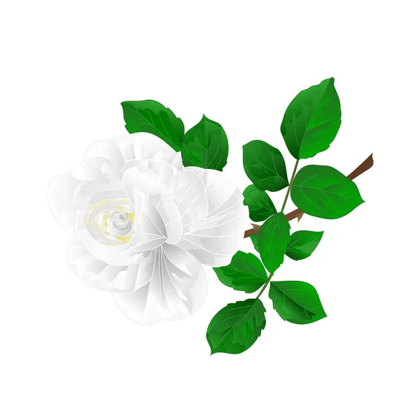 Rose blanche tige fleur nature fond vintage vecteur illustration modifiable — Image vectorielle