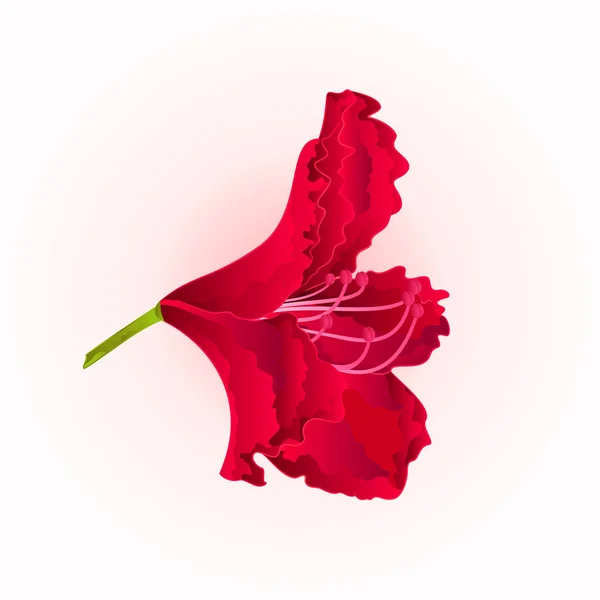 Цветок красный рододендрон кустарник винтажные векторные иллюстрации редактируемые — стоковый вектор