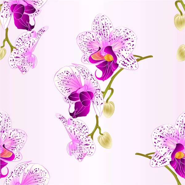 Textura sem emenda haste de orquídea roxa e branca Phalaenopsis bela flor vintage vetor closeup ilustração editável — Vetor de Stock