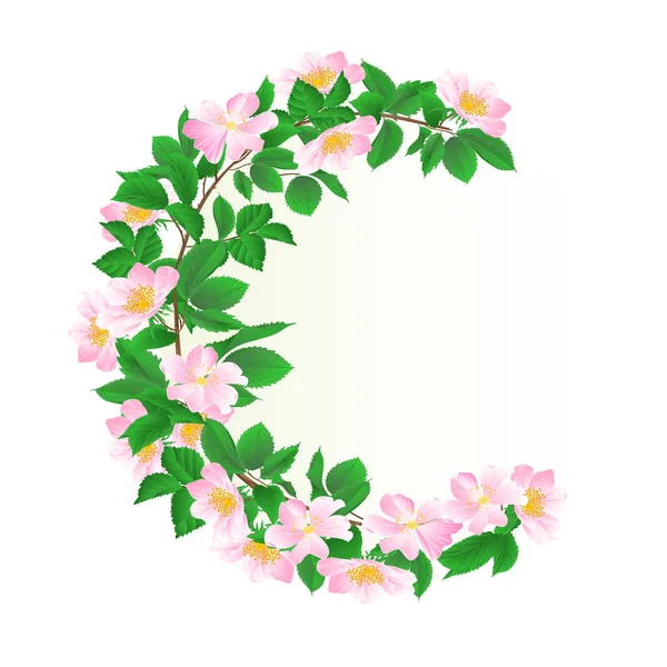 Marco redondo floral con rosas silvestres vintage fondo festivo vector ilustración editable — Vector de stock