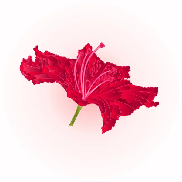 Rode rhododendron vintage bewerkbare vectorillustratie — Stockvector