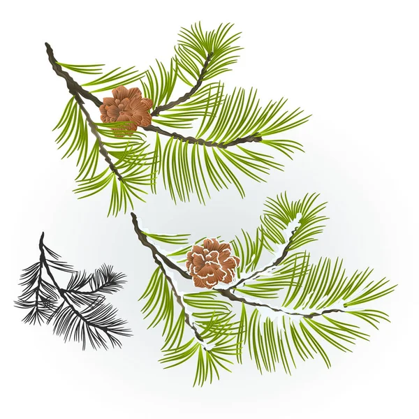 Rama de conos de pino y pino Otoño e invierno nevado fondo natural vector ilustración editable — Vector de stock