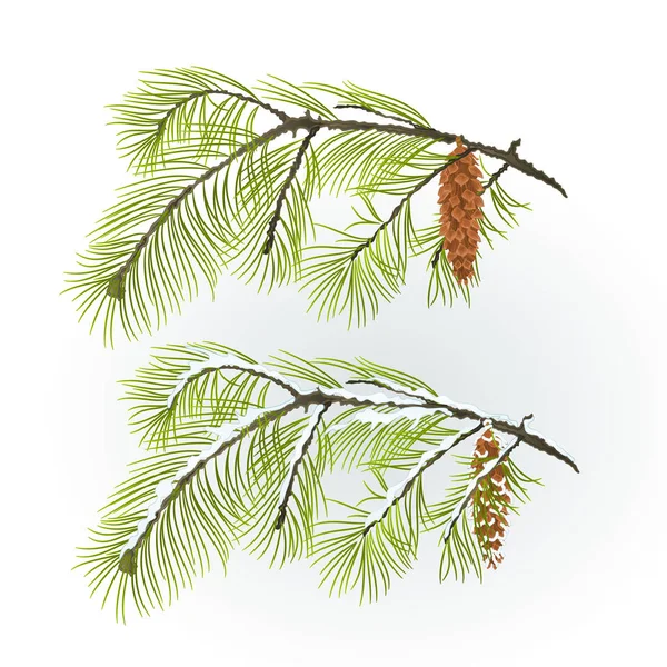 White Pine tak met dennenappel, herfst en winter besneeuwde natuurlijke achtergrond vectorillustratie bewerkbare — Stockvector