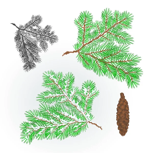 Spruce ramo conífera exuberante Outono e inverno nevado fundo natural vetor ilustração editável — Vetor de Stock