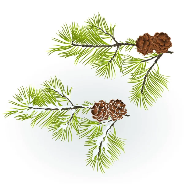 Rama de coníferas Pino con conos de pino Otoño e invierno nevado fondo natural vector ilustración editable — Vector de stock