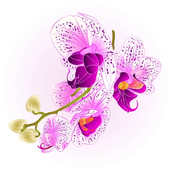 Haste com flores e botões bela orquídea roxo e branco Phalaenopsis closeup vintage vetor editável ilustração — Vetor de Stock