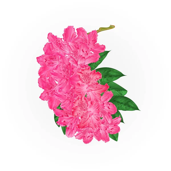 Filial flores rosa rododendro montanha arbusto vintage ilustração vetorial editável —  Vetores de Stock