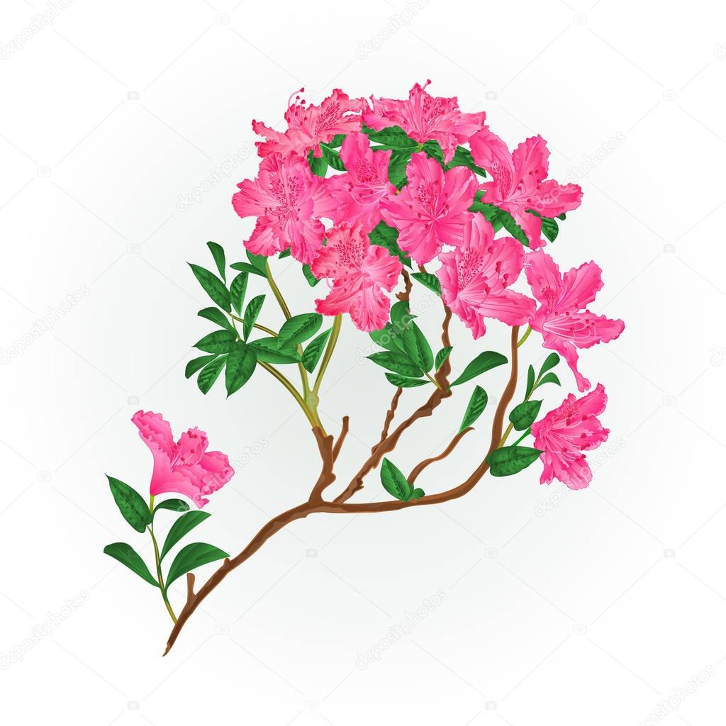 Pink rhododendron branch mountain shrub vintage vector illustration editable
