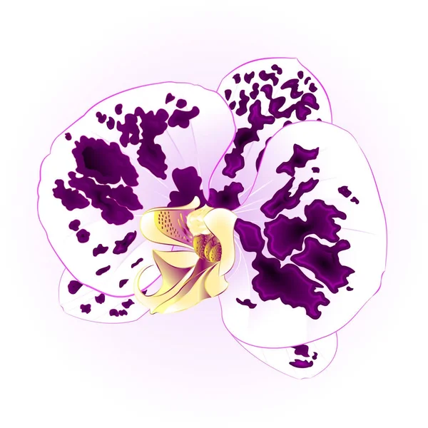 Orchidée tachetée belle fleur gros plan isolé vintage vecteur illustration modifiable — Image vectorielle