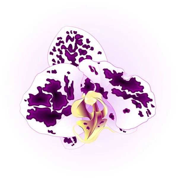 Purple-blanco manchado Phalaenopsis orquídea hermosa flor primer plano aislado vintage vector ilustración editable — Archivo Imágenes Vectoriales