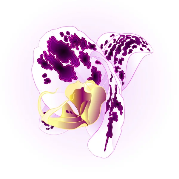 Gefleckte Orchidee phalaenopsis lila-weiß schöne Blume Nahaufnahme isoliert vintage Vektor Illustration editierbar — Stockvektor