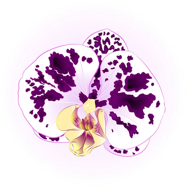 Belle orchidée tachetée Phalaenopsis fleur gros plan isolé vintage vecteur illustration modifiable — Image vectorielle