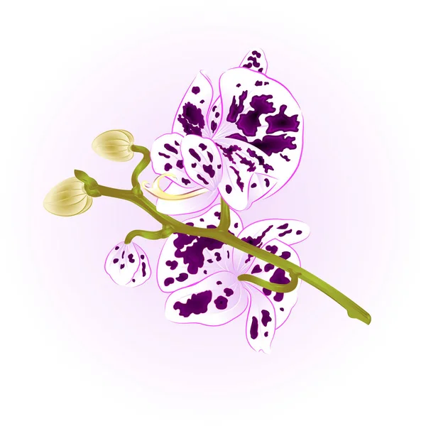 Schöne getupfte Orchidee lila und weißen Stamm mit Blumen und Knospen Nahaufnahme isoliert Vintage Vektor Illustration editierbar — Stockvektor