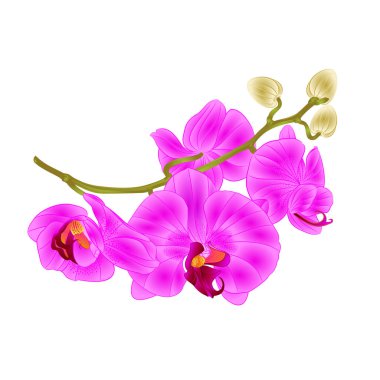 Dal orkide çiçekler mor Phalaenopsis tropikal bitki kök ve vintage vektör botanik gösterim amacıyla tasarım tomurcukları