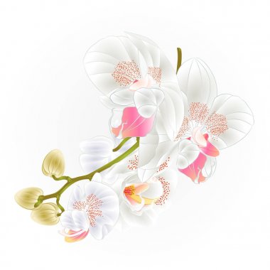 Çiçek sapı ve güzel beyaz orkide Phalaenopsis closeup vintage vektör düzenlenebilir illüstrasyon tomurcukları 