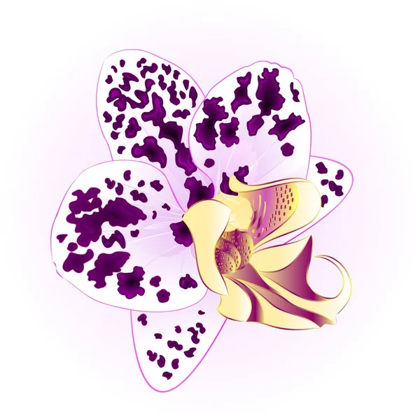 Orchidée tachetée pourpre et blanche Phalaenopsis belle fleur gros plan isolé vecteur vintage illustration modifiable — Image vectorielle