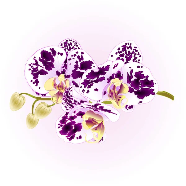 Orchidee lila und weiß gefleckter Phalaenopsis-Stamm mit Blüten und Knospen Nahaufnahme Vektor editierbare Illustration — Stockvektor