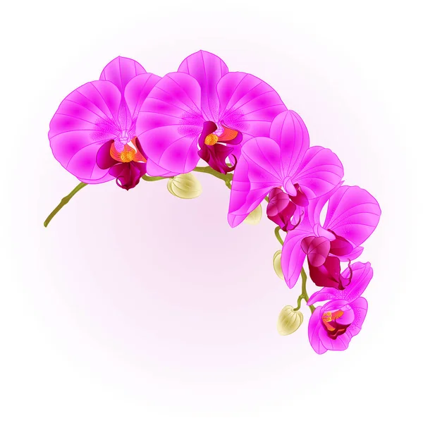 Bella Phalaenopsis orchidea gambo viola con fiori e boccioli primo piano vintage isolato vettore illustrazione modificabile — Vettoriale Stock