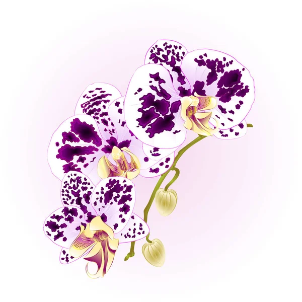 Kök orkide Phalaenopsis wite ve mor çiçekler ve tomurcukları tropik bitkiler vintage vektör botanik gösterim amacıyla tasarım benekli — Stok Vektör