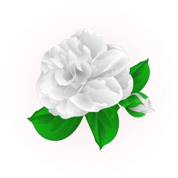 Camellia Japonica flor branca com botão vintage vetor ilustração editável —  Vetores de Stock