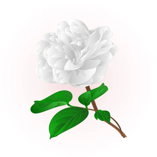 Camellia japonica weiße Blüten mit Knospen Vektor Illustration editierbar — Stockvektor