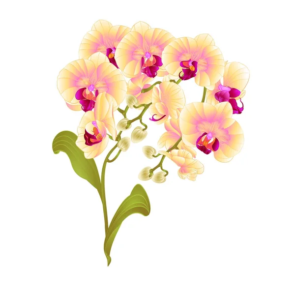 Ramos orquídea Phalaenopsis flores amarelas plantas tropicais haste verde e botões e folhas vetor vintage ilustração botânica para design editável — Vetor de Stock