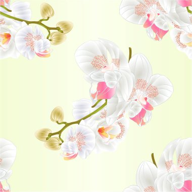 Çiçek ile sorunsuz doku kök ve güzel beyaz orkide Phalaenopsis closeup vintage vektör düzenlenebilir illüstrasyon tomurcukları