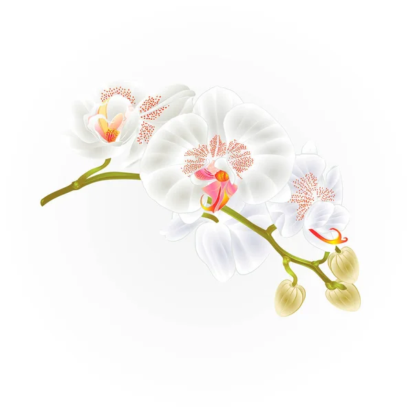 Orchidées tige fleurs blanc Phalaenopsis plante tropicale vecteur vintage illustration botanique pour le design — Image vectorielle