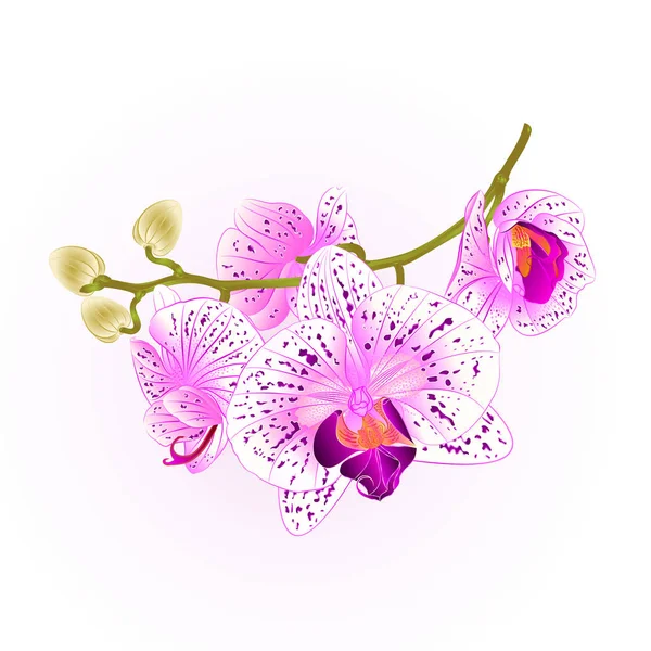 Ág orchidea virág lila és fehér Phalaenopsis trópusi növény és a bimbó vintage vektor botanikai illusztráció design — Stock Vector