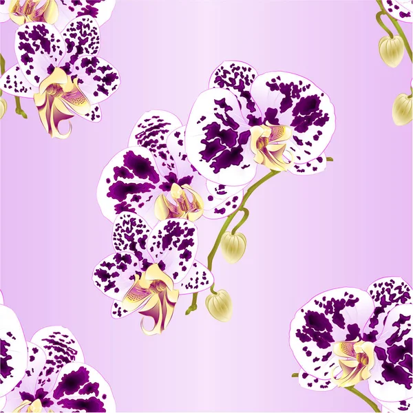 Seamless textura haste Orchid Phalaenopsis manchado flores brancas e roxas e botões de plantas tropicais vintage vetor botânico ilustração para design — Vetor de Stock