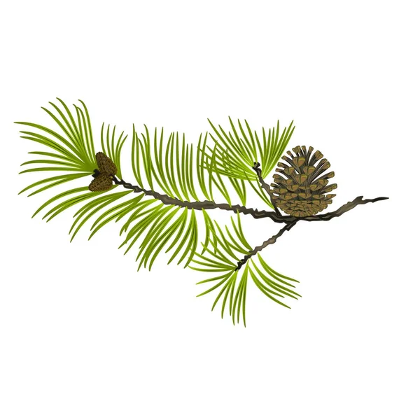 松の木の枝と白い背景ベクトル図の編集可能な手に円錐形の松を描く — ストックベクタ