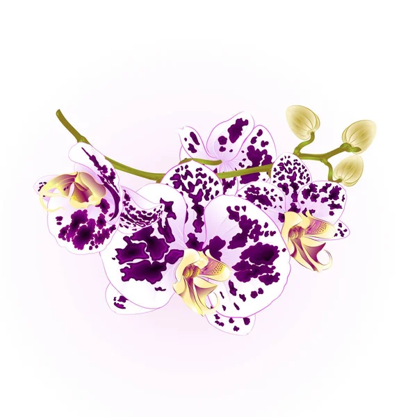 Gałęzi storczyków kwiaty purpurowe i białe Phalaenopsis roślina tropikalna macierzystych i pąki vintage wektor ilustracja botaniczna dla projektu — Wektor stockowy