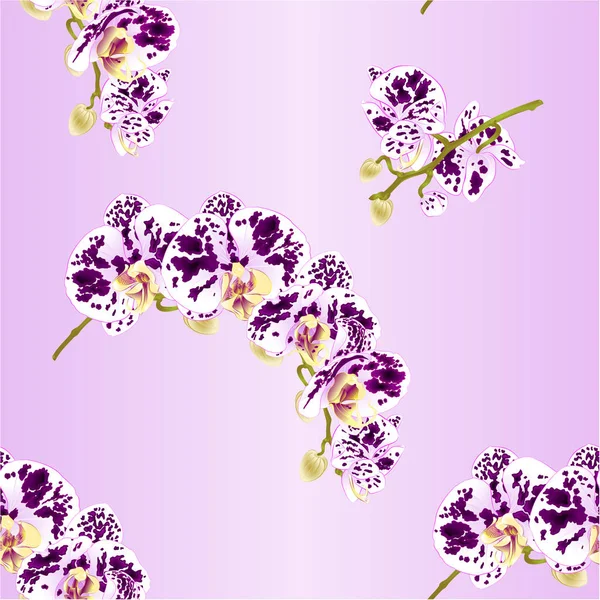 Textura sin costura hermoso Phalaenopsis orquídea manchado tallo blanco y púrpura con flores y brotes vintage vector primer plano editable ilustración — Vector de stock