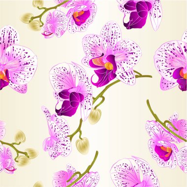 Sorunsuz imkanı doku güzel mor ve beyaz orkide Phalaenopsis çiçek vintage vektör portre çizim düzenlenebilir