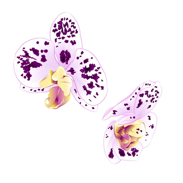 Orquídeas Phalaenopsis manchado Roxo-branco bela flor closeup isolado vetor vintage ilustração editável —  Vetores de Stock