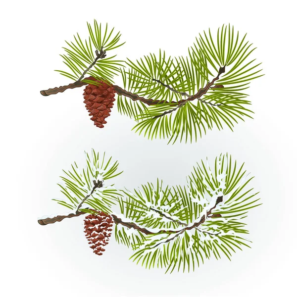 Pine  and pine cone branch autumnal and winter snowy  natural background vector illustration editable hand draw — Stock Vector