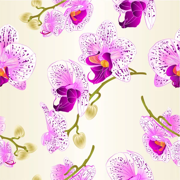无缝纹理美丽的紫色和白色兰花蝴蝶兰花老式矢量特写图示可编辑 — 图库矢量图片