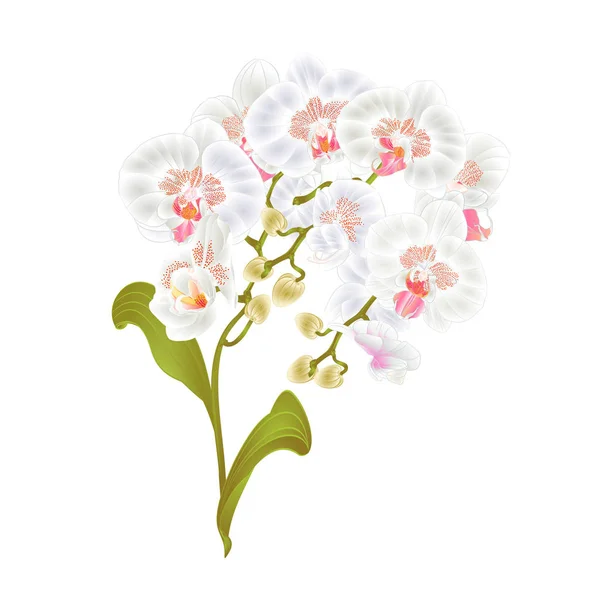 Ramos orquídea Phalaenopsis flores brancas plantas tropicais haste verde e botões e folhas vetor vintage ilustração botânica para design editável — Vetor de Stock