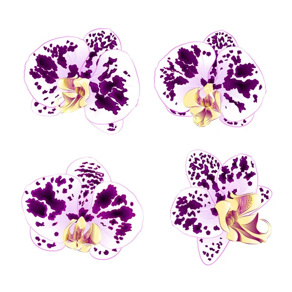 Orchidées maculées violet-blanc Phalaenopsis belles fleurs mis deuxième millésime sur un fond blanc vecteur illustration gros plan isolé modifiable — Image vectorielle