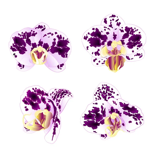Orchidées Phalaenopsis repéré Violet-blanc belles fleurs mis premier millésime sur un fond blanc vecteur illustration gros plan modifiable — Image vectorielle