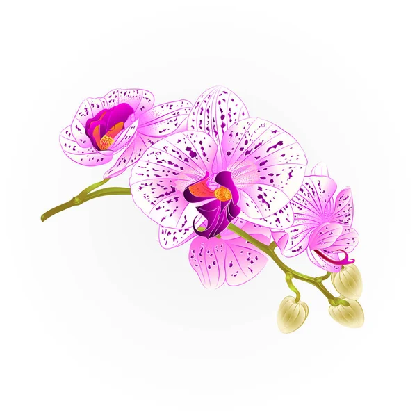 Stamm-Orchideen Blumen lila und weiß phalaenopsis tropische Pflanze Vektor botanische Illustration für Design — Stockvektor