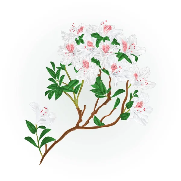 Rama rododendro blanco arbusto de montaña vintage vector ilustración editable — Archivo Imágenes Vectoriales