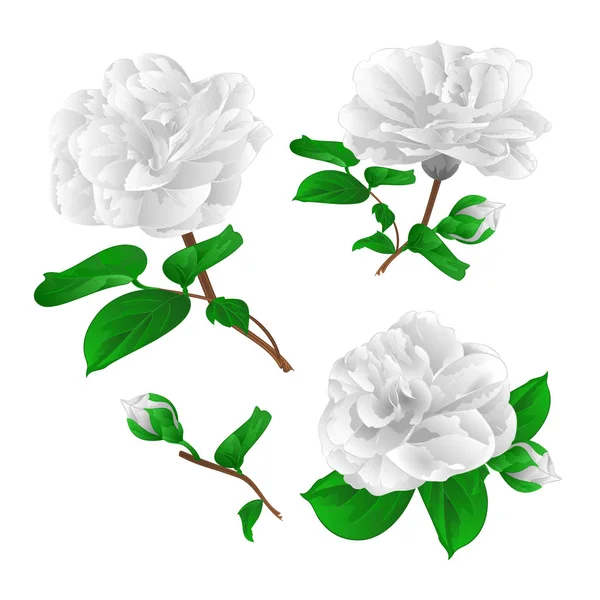 Drie witte bloemen van Camellia Japonica met toppen vintage vector illustratie bewerkbare — Stockvector