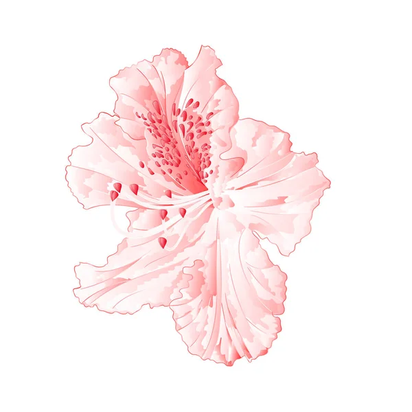 Bloesems licht roze rododendrons berg struik vintage vectorillustratie bewerkbare — Stockvector