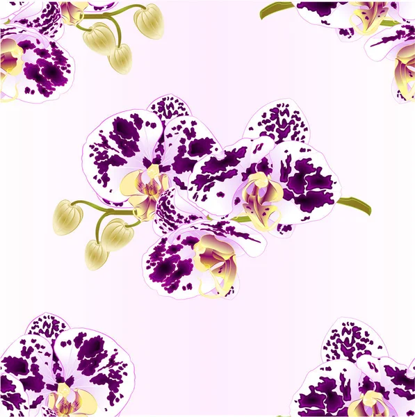 Textura inconsútil orquídea púrpura y blanco manchado Phalaenopsis tallo con flores y brotes primer plano vintage vector editable ilustración — Vector de stock