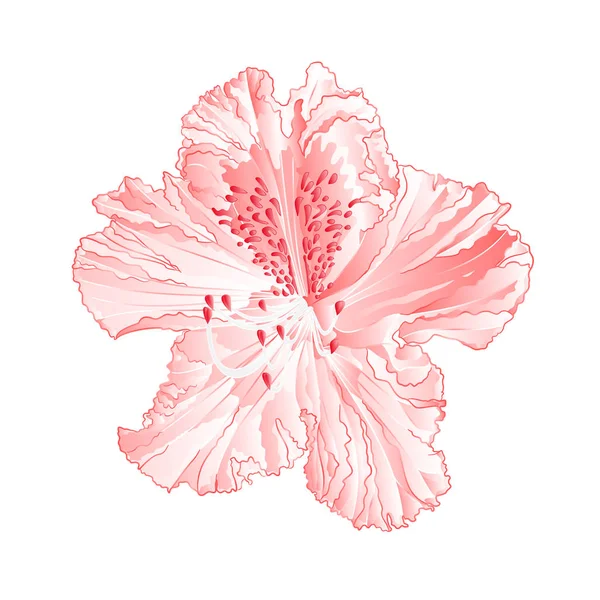 Цветок светло-розовый рододендрон горный кустарник винтажные векторные иллюстрации редактируемые — стоковый вектор