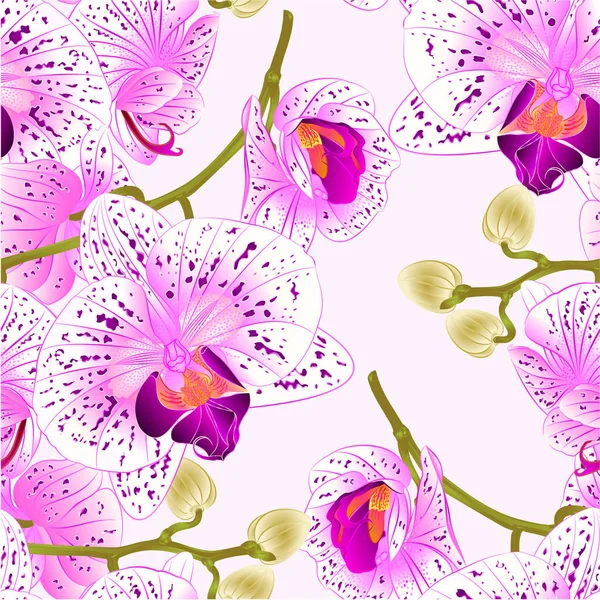 Textura inconsútil rama orquídeas flores púrpura y blanco Phalaenopsis planta tropical tallo y brotes vintage vector botánico ilustración editable — Vector de stock