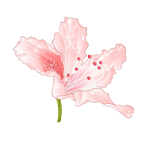Fleur Rose Clair Rhododendron Arbuste Vintage Vecteur Illustration Modifiable Dessin — Image vectorielle